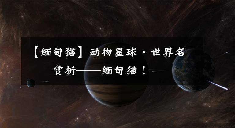 【缅甸猫】动物星球·世界名猫赏析——缅甸猫！