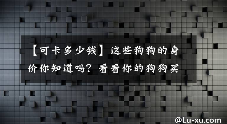 【可卡多少钱】这些狗狗的身价你知道吗？看看你的狗狗买的值不值