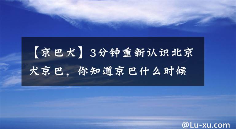 【京巴犬】3分钟重新认识北京犬京巴，你知道京巴什么时候风靡欧美的吗？