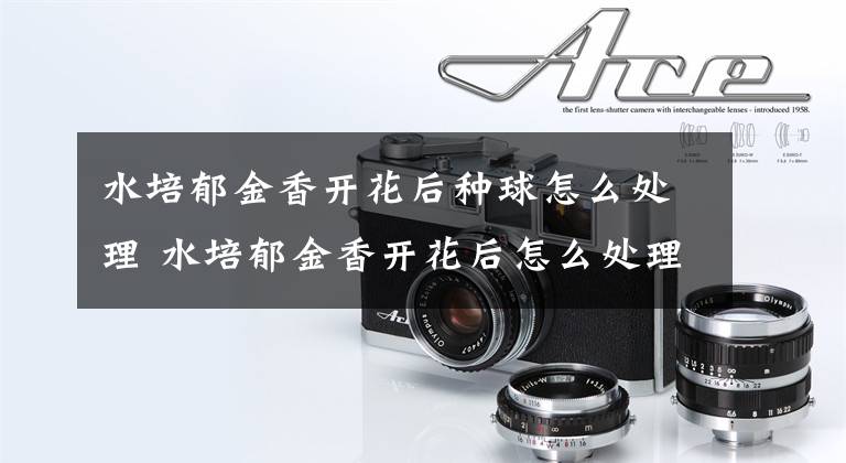 水培郁金香开花后种球怎么处理 水培郁金香开花后怎么处理种球文章配图