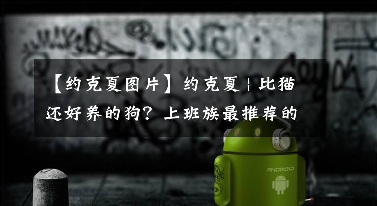 【约克夏图片】约克夏 | 比猫还好养的狗？上班族最推荐的宠