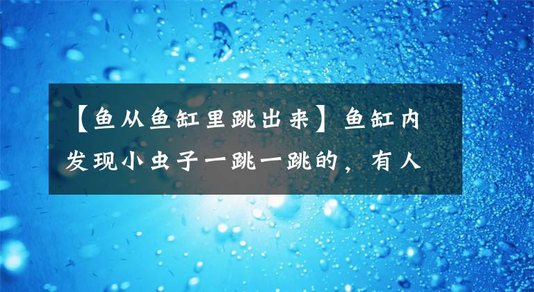 【鱼从鱼缸里跳出来】鱼缸内发现小虫子一跳一跳的，有人欢喜有人忧，如何清除它们呢？