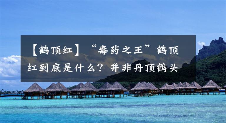 【鹤顶红】“毒药之王”鹤顶红到底是什么？并非丹顶鹤头顶的那抹红色的东西