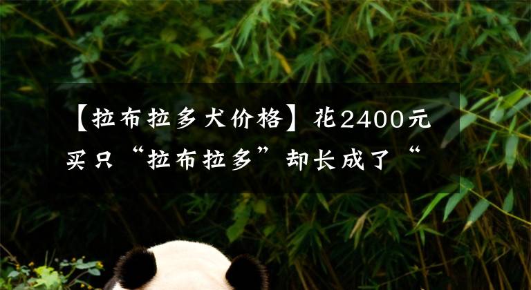 【拉布拉多犬价格】花2400元买只“拉布拉多”却长成了“混血” 找商家讨说法还被羞辱