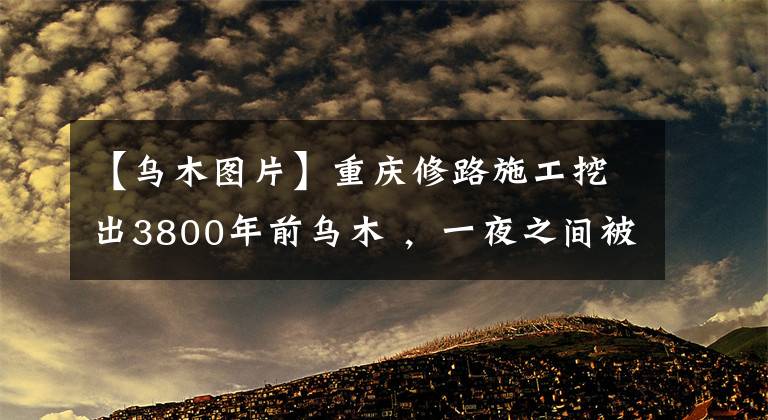 【乌木图片】重庆修路施工挖出3800年前乌木 ，一夜之间被盗，损失好几十万