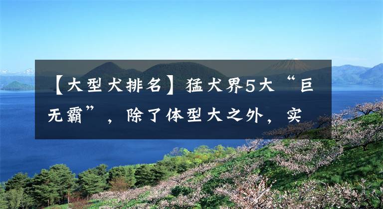 【大型犬排名】猛犬界5大“巨无霸”，除了体型大之外，实力也像野兽一样强悍