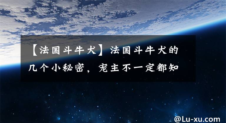 【法国斗牛犬】法国斗牛犬的几个小秘密，宠主不一定都知道，知道后更想养它了！