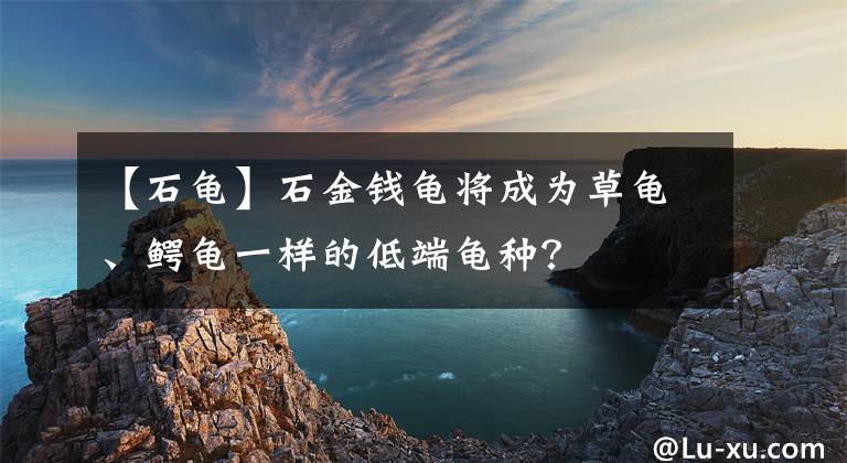 【石龟】石金钱龟将成为草龟、鳄龟一样的低端龟种？