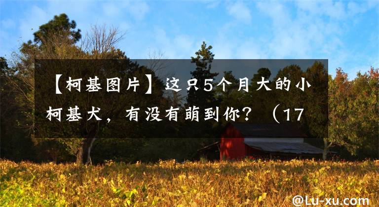 【柯基图片】这只5个月大的小柯基犬，有没有萌到你？（17张）