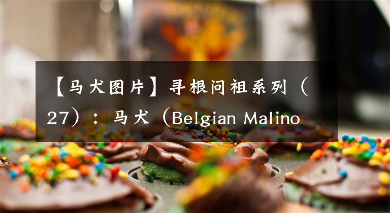 【马犬图片】寻根问祖系列（27）：马犬（Belgian Malinois）