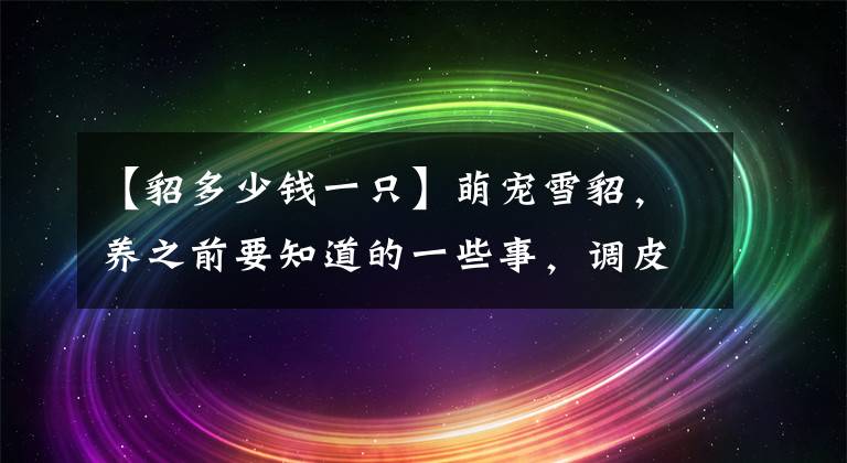 【貂多少钱一只】萌宠雪貂，养之前要知道的一些事，调皮鬼和冒险家来了