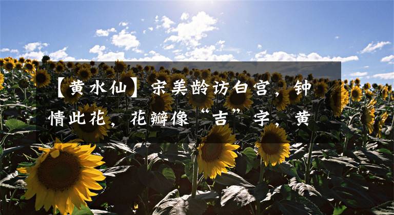 【黄水仙】宋美龄访白宫，钟情此花，花瓣像“吉”字，黄花盆栽植物值得拥有