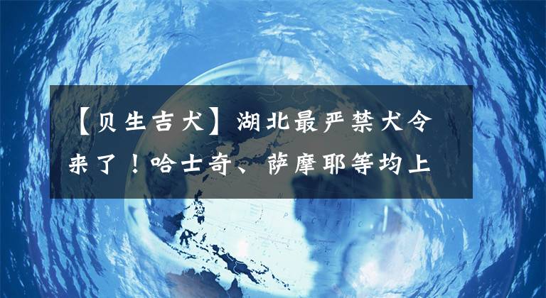 【贝生吉犬】湖北最严禁犬令来了！哈士奇、萨摩耶等均上榜...