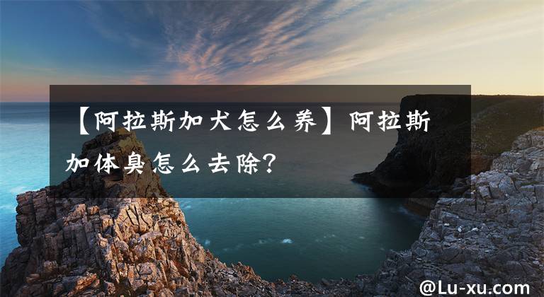 【阿拉斯加犬怎么养】阿拉斯加体臭怎么去除？