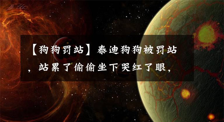 【狗狗罚站】泰迪狗狗被罚站，站累了偷偷坐下哭红了眼，任谁看了都心疼