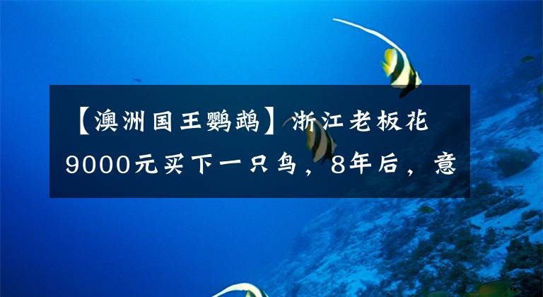 【澳洲国王鹦鹉】浙江老板花9000元买下一只鸟，8年后，意想不到的事出现了