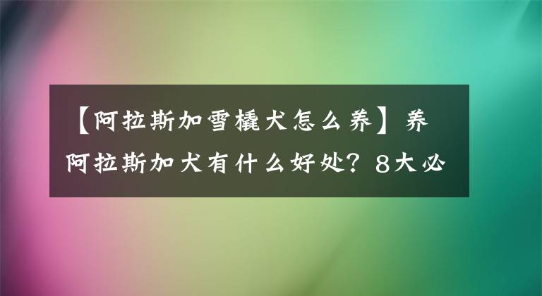 【阿拉斯加雪橇犬怎么养】养阿拉斯加犬有什么好处？8大必知好处，网友：养上瘾了