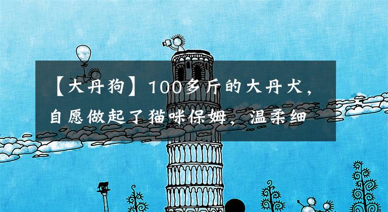 【大丹狗】100多斤的大丹犬，自愿做起了猫咪保姆，温柔细心安全感爆棚