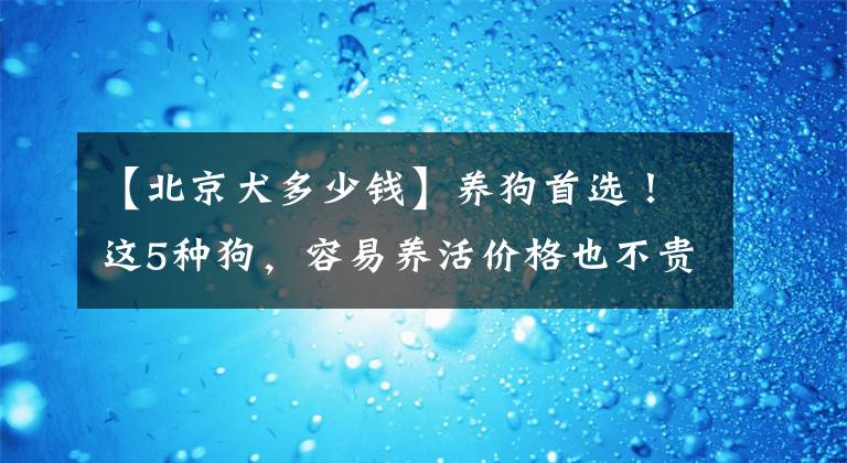 【北京犬多少钱】养狗首选！这5种狗，容易养活价格也不贵