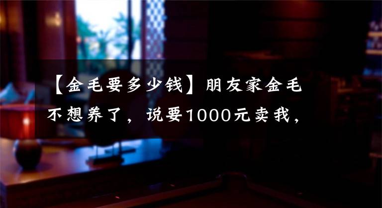 【金毛要多少钱】朋友家金毛不想养了，说要1000元卖我，这朋友还能交吗？