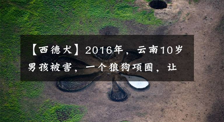 【西德犬】2016年，云南10岁男孩被害，一个狼狗项圈，让警方揪出幕后凶手