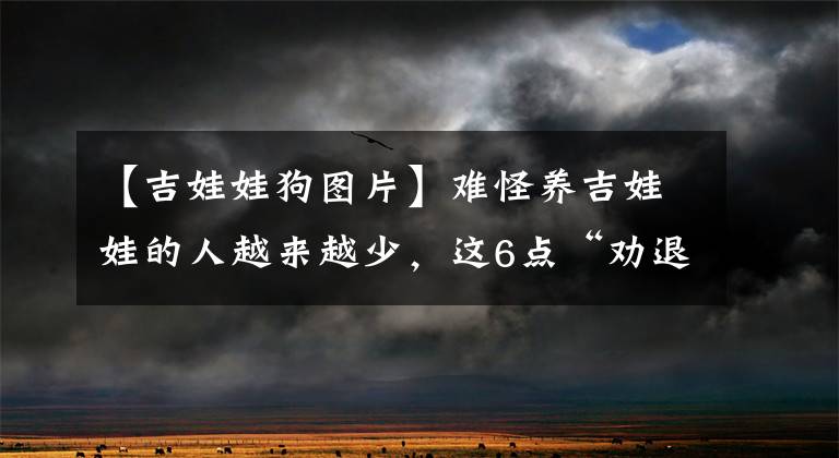 【吉娃娃狗图片】难怪养吉娃娃的人越来越少，这6点“劝退”了很多人