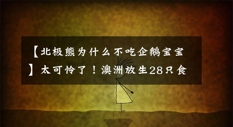 【北极熊为什么不吃企鹅宝宝】太可怜了！澳洲放生28只食肉动物到小岛，6000只企鹅被吃到灭绝