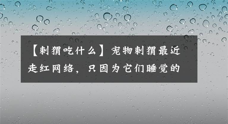 【刺猬吃什么】宠物刺猬最近走红网络，只因为它们睡觉的样子太萌了