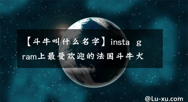 【斗牛叫什么名字】insta  gram上最受欢迎的法国斗牛犬