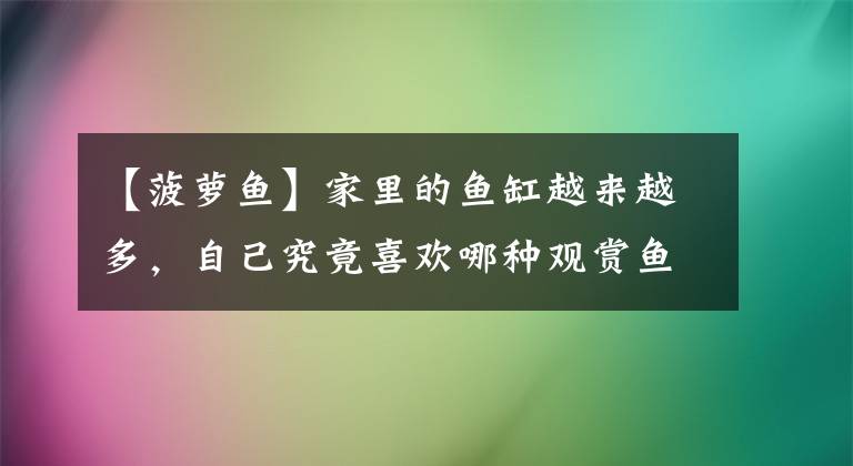 【菠萝鱼】家里的鱼缸越来越多，自己究竟喜欢哪种观赏鱼呢？