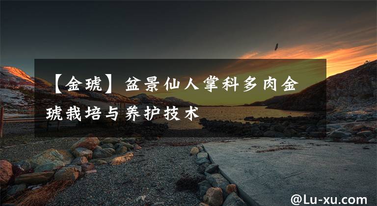 【金琥】盆景仙人掌科多肉金琥栽培与养护技术