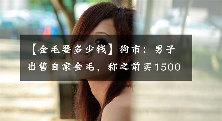 【金毛要多少钱】狗市：男子出售自家金毛，称之前买1500元，现在最低1000元！