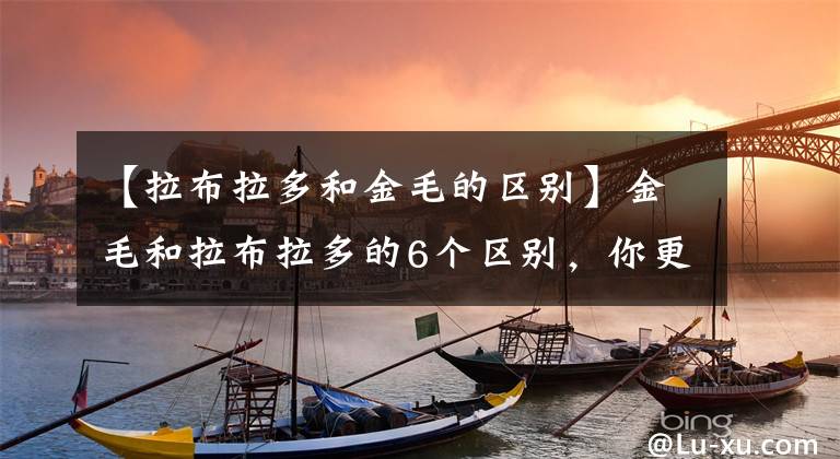 【拉布拉多和金毛的区别】金毛和拉布拉多的6个区别，你更喜欢哪个？