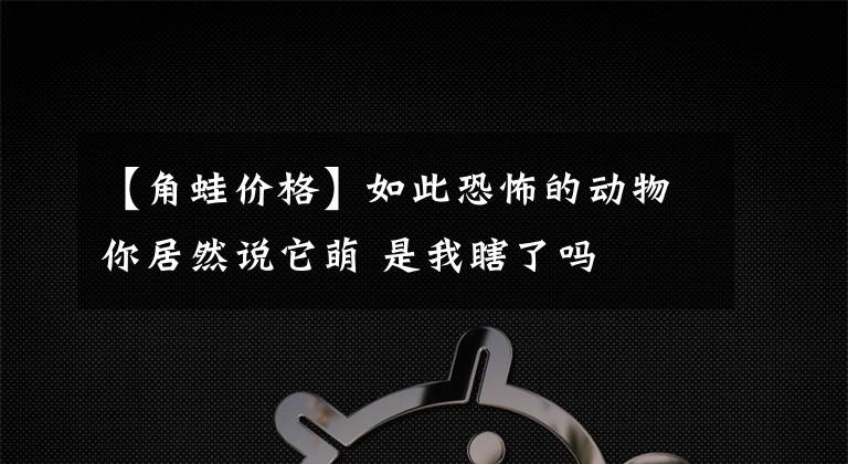 【角蛙价格】如此恐怖的动物你居然说它萌 是我瞎了吗