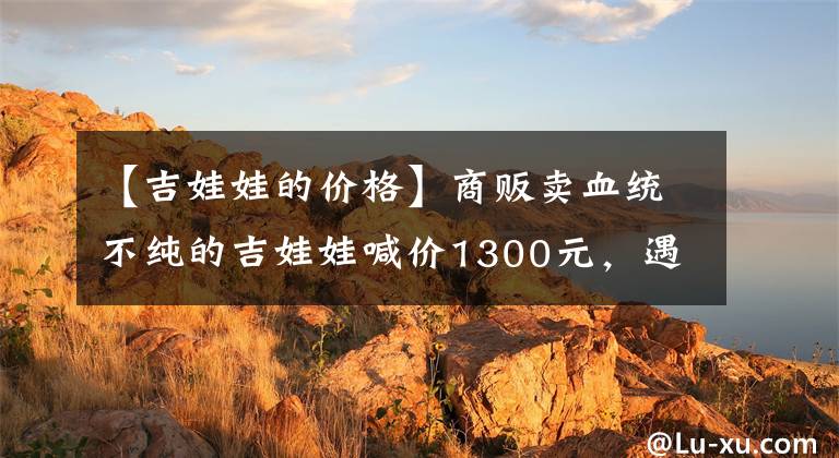 【吉娃娃的价格】商贩卖血统不纯的吉娃娃喊价1300元，遇到行家1000元成交！