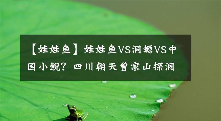 【娃娃鱼】娃娃鱼VS洞螈VS中国小鲵？四川朝天曾家山探洞惊现“神秘生物”