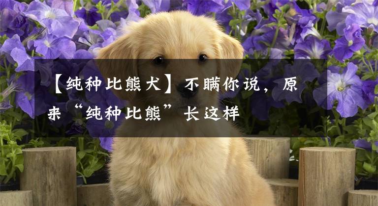 【纯种比熊犬】不瞒你说，原来“纯种比熊”长这样