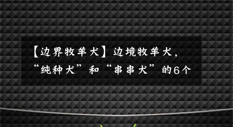 【边界牧羊犬】边境牧羊犬，“纯种犬”和“串串犬”的6个区别，你清楚了吗？