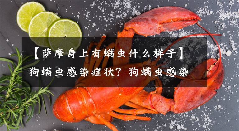 【萨摩身上有螨虫什么样子】狗螨虫感染症状？狗螨虫感染怎么治疗？文章配图