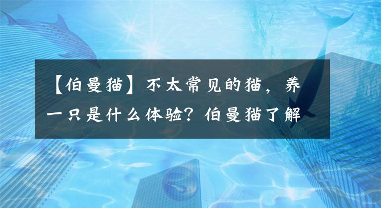 【伯曼猫】不太常见的猫，养一只是什么体验？伯曼猫了解一下﻿