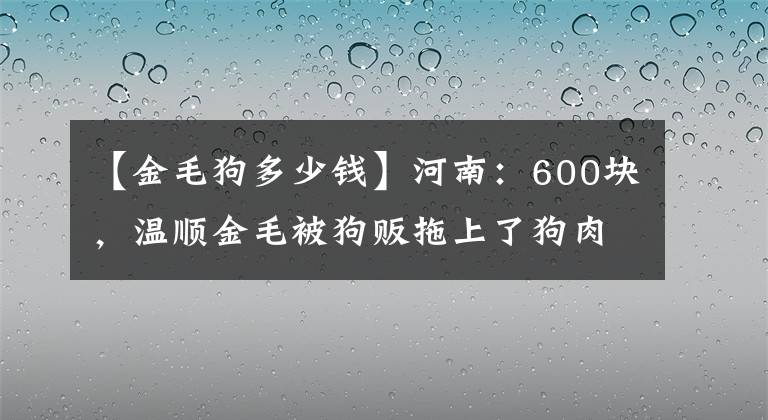 【金毛狗多少钱】河南：600块，温顺金毛被狗贩拖上了狗肉车，可怜了狗狗一世忠诚