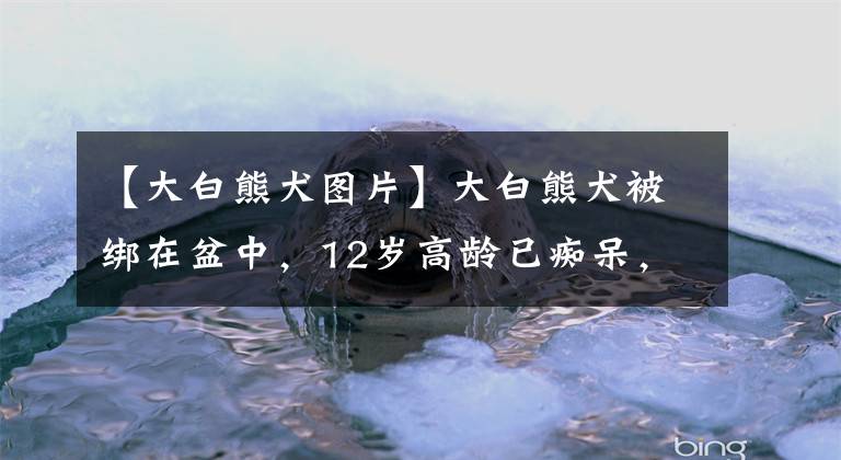 【大白熊犬图片】大白熊犬被绑在盆中，12岁高龄已痴呆，主人留下纸条，写得太冷漠