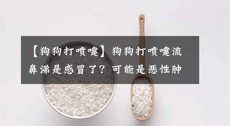 【狗狗打喷嚏】狗狗打喷嚏流鼻涕是感冒了？可能是恶性肿瘤！打喷嚏的原因有很多