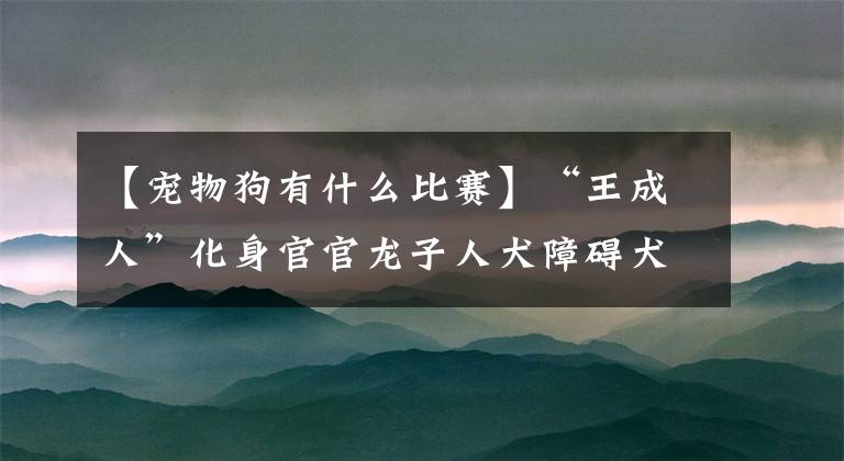 【宠物狗有什么比赛】“王成人”化身官官龙子人犬障碍犬巴迪勇士赛热闹开幕。