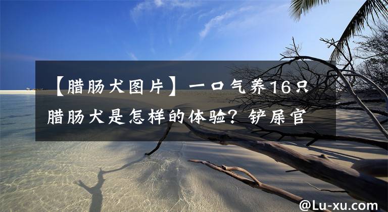 【腊肠犬图片】一口气养16只腊肠犬是怎样的体验？铲屎官：我还有一只拉布拉多