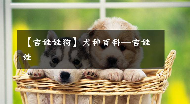 【吉娃娃狗】犬种百科—吉娃娃