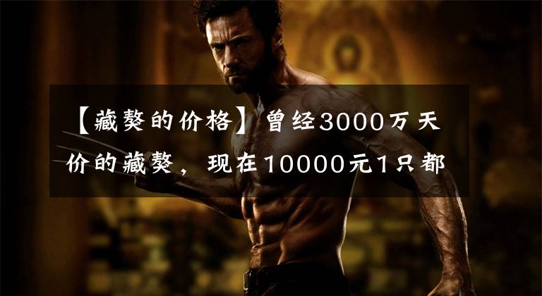 【藏獒的价格】曾经3000万天价的藏獒，现在10000元1只都没人要