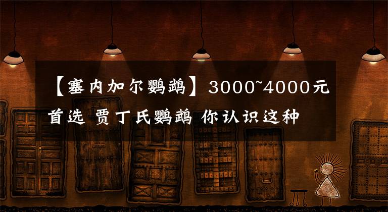 【塞内加尔鹦鹉】3000~4000元首选 贾丁氏鹦鹉 你认识这种小众鹦鹉吗？