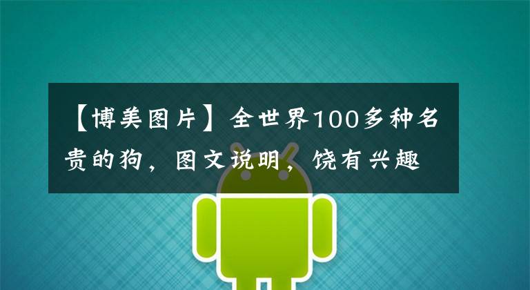 【博美图片】全世界100多种名贵的狗，图文说明，饶有兴趣