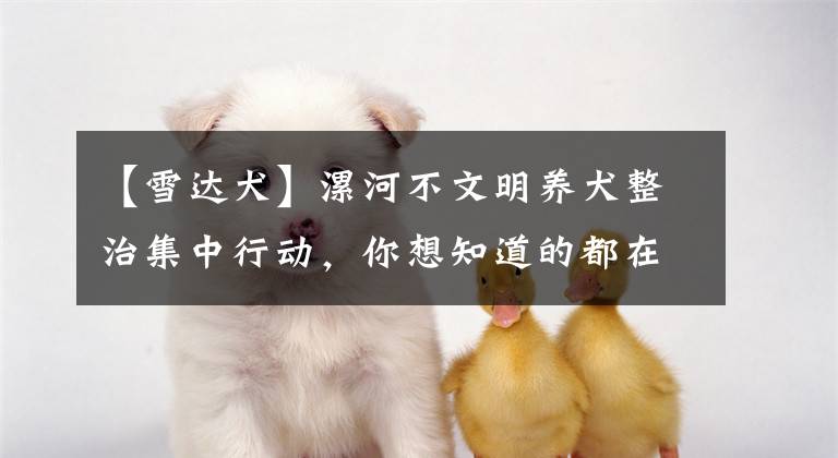 【雪达犬】漯河不文明养犬整治集中行动，你想知道的都在这里